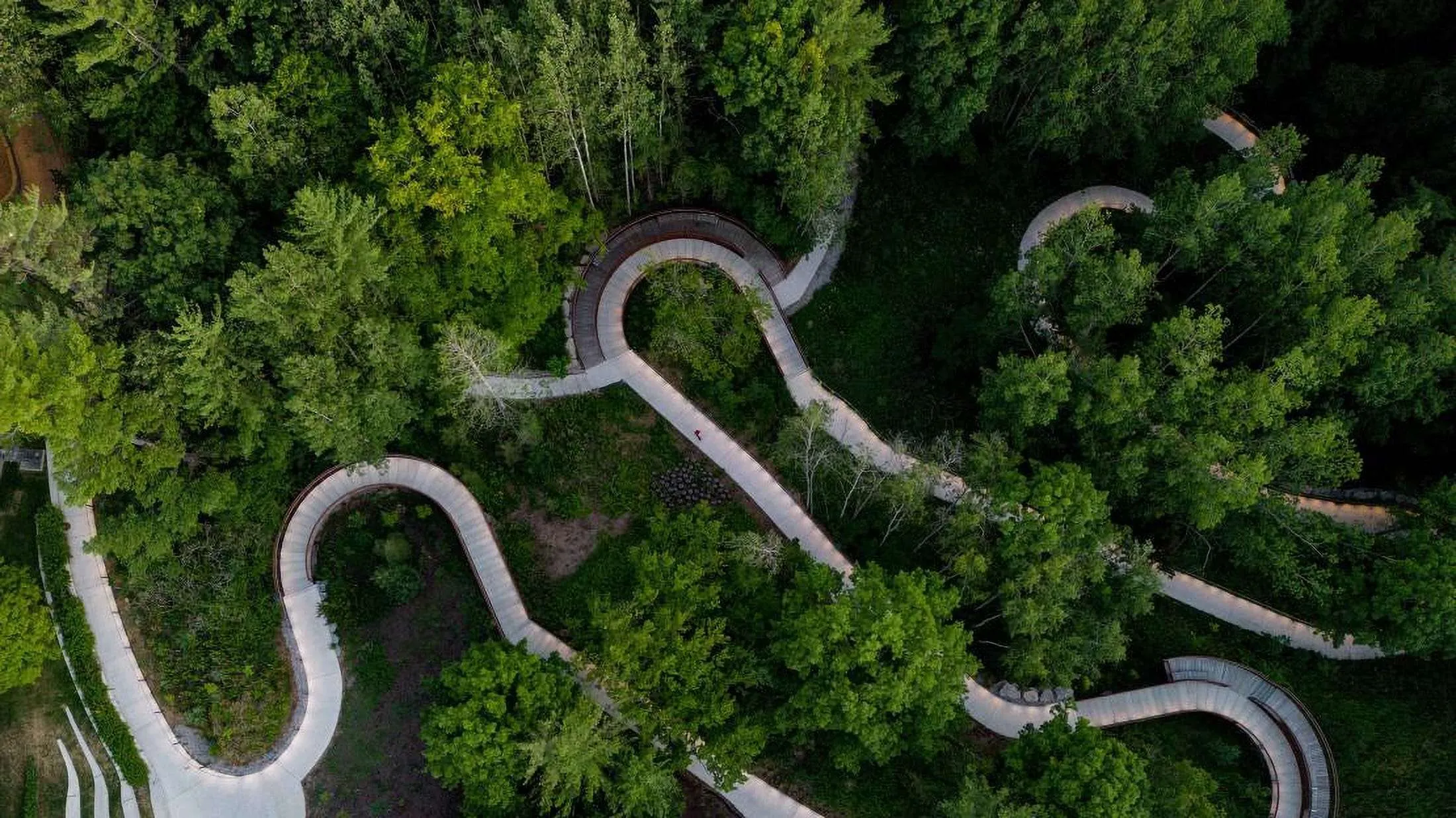 Aerial view of winding paths through a green forest.